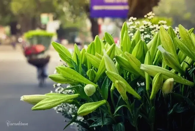 Chào đón mùa xuân với hoa loa kèn tươi mới, hương thơm ngát và sắc màu rực rỡ đầy sức sống.