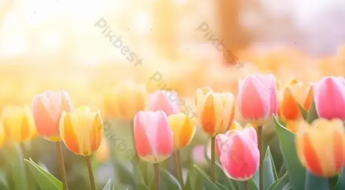 Chào đón mùa xuân với hoa tulip rực rỡ, mang hơi thở tươi mới và năng lượng tích cực đến cuộc sống.