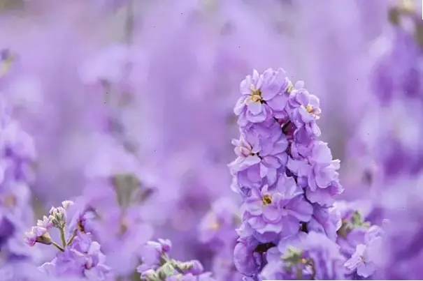 Chào đón mùa xuân với hoa violet rực rỡ, biểu tượng của sự tươi mới và hy vọng tràn đầy.