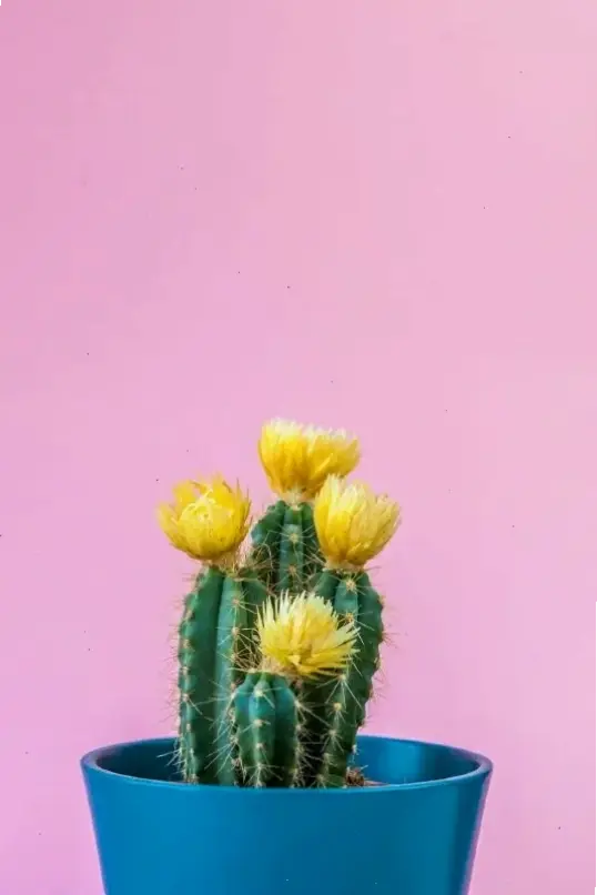 Chậu hoa xương rồng xinh xắn dễ chăm sóc, biến góc nhỏ nhà bạn thành khu vườn xanh mát và duyên dáng.