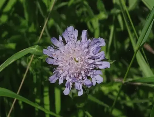 Chi tiết tinh tế của hoa kim châm qua ảnh cận cảnh, hé lộ vẻ đẹp hoàn hảo và cuốn hút.