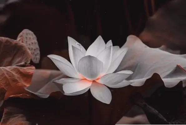 Chi tiết tuyệt mỹ của hoa sen qua chụp macro, tôn vinh vẻ đẹp thiêng liêng trong lễ Phật Đản.