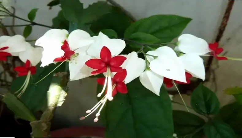 Chi tiết tuyệt vời của hoa ngọc nữ qua macro, khám phá vẻ đẹp vi mô huyền ảo.