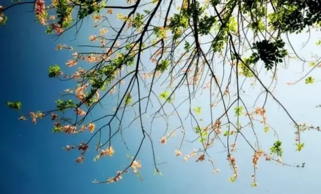 Chiêm ngưỡng chi tiết kỳ diệu của hoa đỗ mai qua ảnh macro, khám phá vẻ đẹp ẩn giấu.