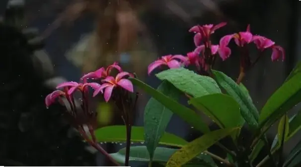 Chiêm ngưỡng chi tiết tinh tế của hoa sứ qua ảnh macro, khám phá vẻ đẹp ẩn giấu kỳ diệu.