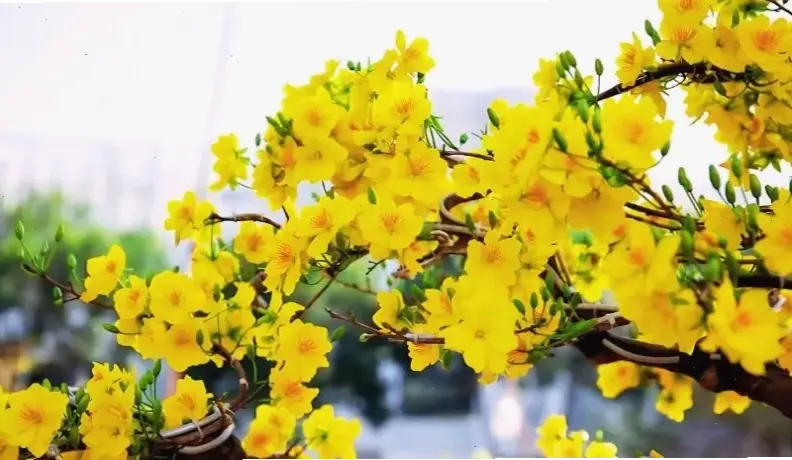 Chiêm ngưỡng hình ảnh hoa mai vàng rực rỡ, biểu tượng Tết truyền thống, mang không khí xuân ấm áp đến mọi nhà.