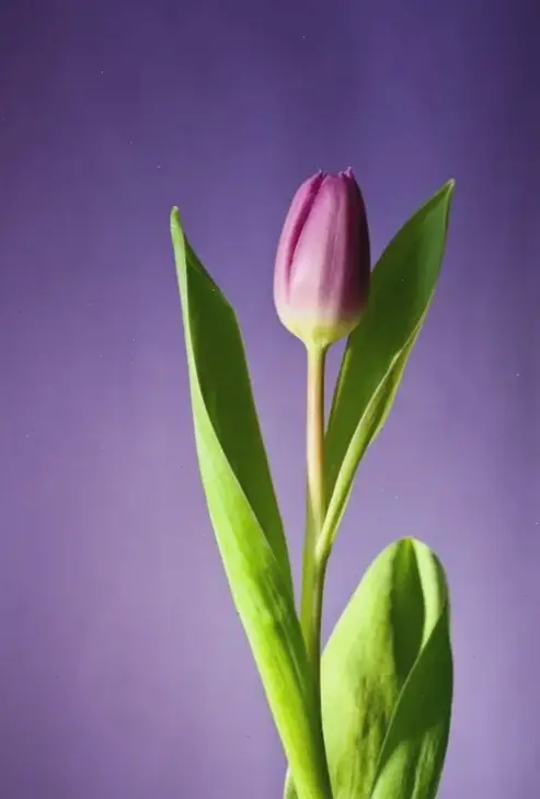 Chiêm ngưỡng hoa tulip cận cảnh 4K, từng chi tiết tinh tế làm nổi bật vẻ đẹp tự nhiên huyền ảo.