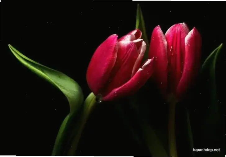 Chiêm ngưỡng hoa tulip đỏ rực rỡ qua ảnh macro, vẻ đẹp tự nhiên đầy cuốn hút và sống động.