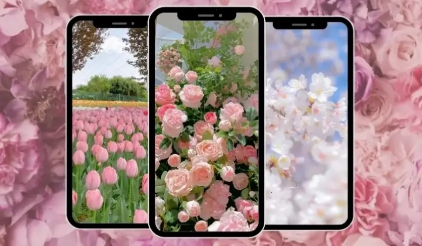 Chọn hình nền hoa hồng cho điện thoại, mang lại sự tươi mới và lãng mạn hàng ngày.