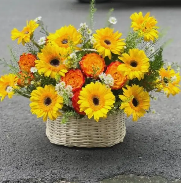 Chúc mừng ngày 8/3 với hoa đồng tiền tươi thắm, lan tỏa niềm vui và sự trân trọng.