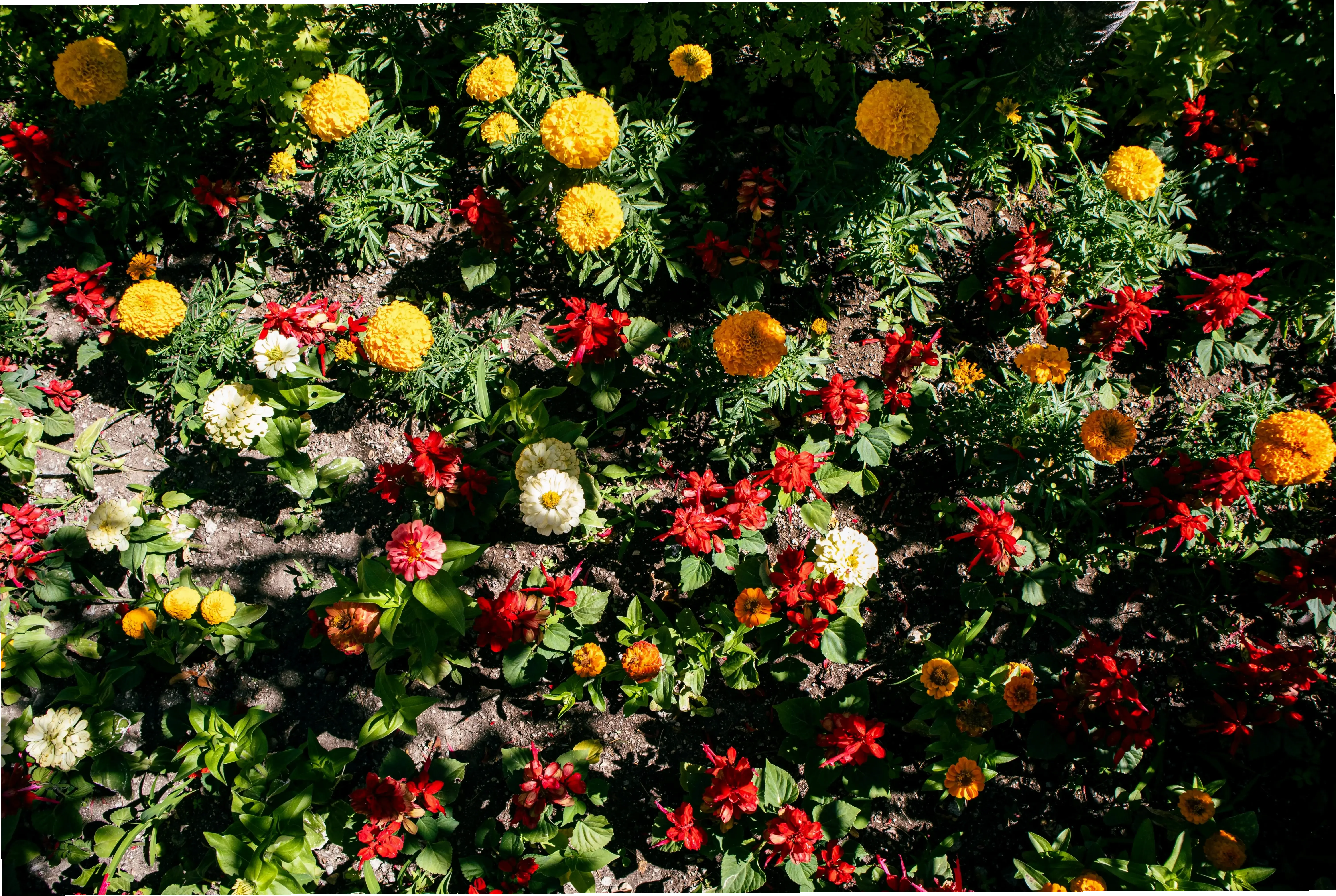 Chúc mừng ngày đặc biệt với hoa thược dược, biểu tượng của hạnh phúc và may mắn tràn đầy.