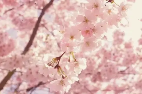 Chụp cận 4K hoa đào, chiêm ngưỡng từng cánh hoa tinh tế và vẻ đẹp hoàn hảo của thiên nhiên.