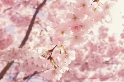 Chụp cận 4K hoa đào Nhật Tân, chi tiết tinh tế từng cánh hoa, vẻ đẹp hoàn hảo đến nao lòng.