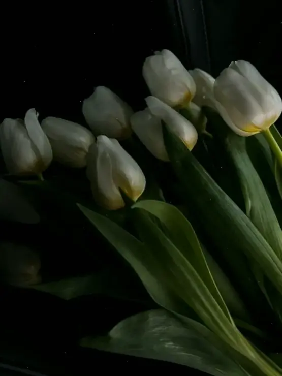 Chụp cận bó hoa tulip, ngắm vẻ đẹp chi tiết của từng cánh hoa xinh xắn.