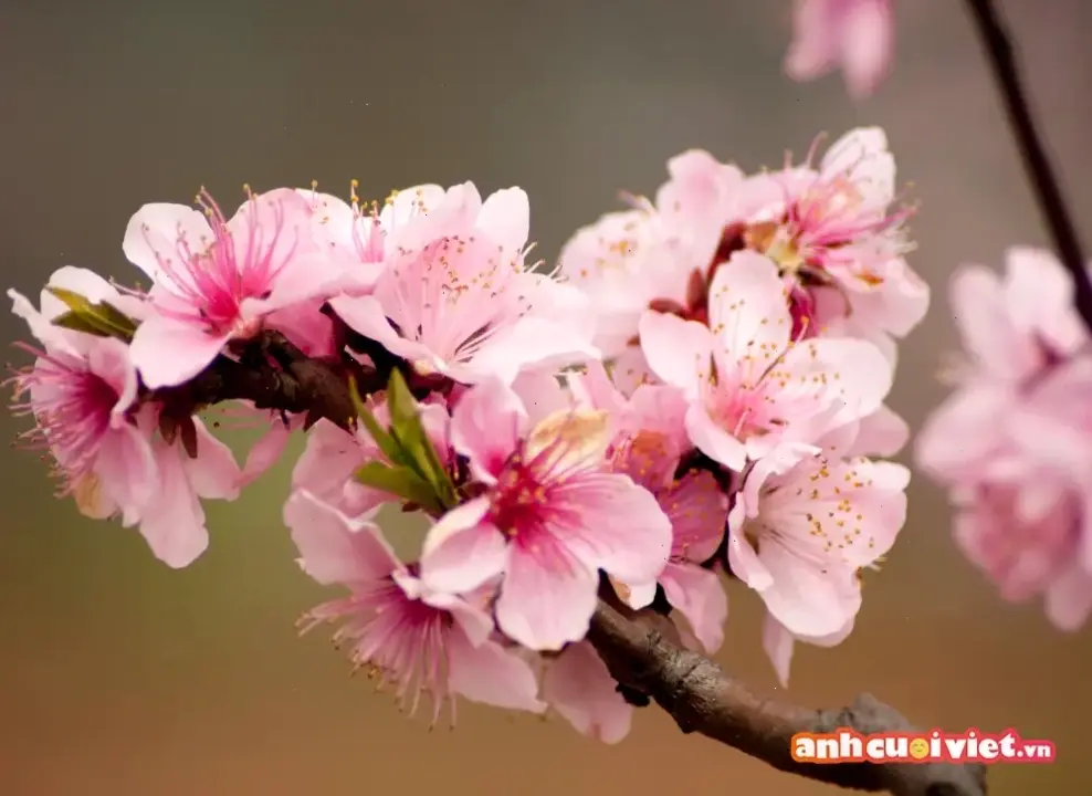 Chụp cận cảnh hoa đào, khám phá vẻ đẹp tinh tế của từng cánh hoa trong không khí Tết ấm áp.