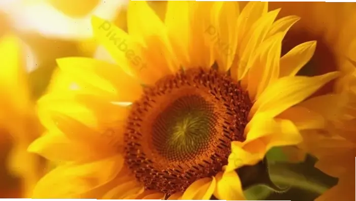 Chụp cận cảnh hoa hướng dương trong album cưới, lưu giữ vẻ đẹp tinh tế và khoảnh khắc hạnh phúc mãi mãi.