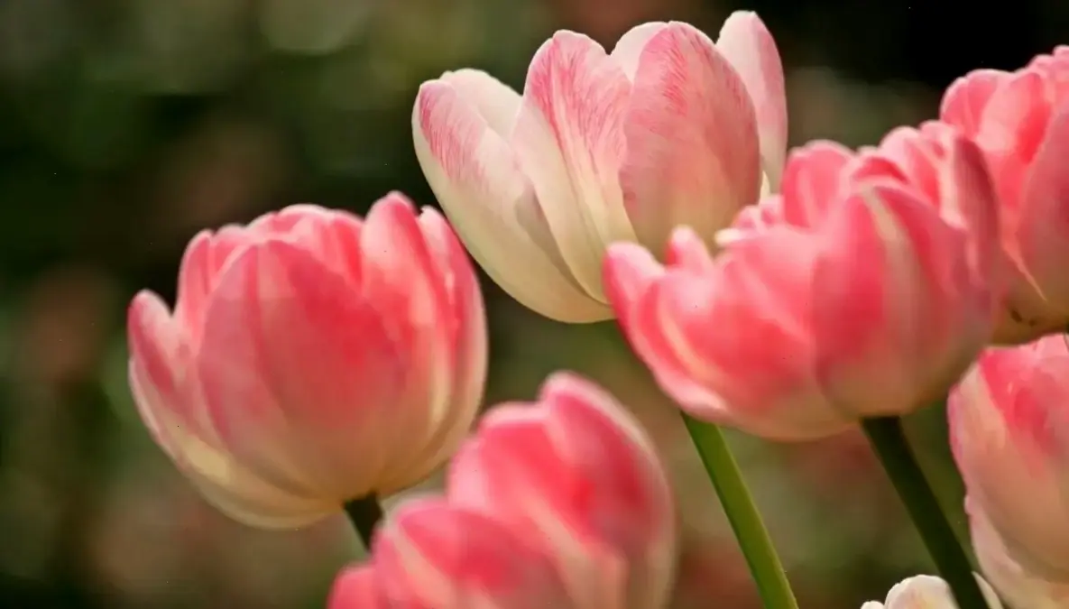 Chụp cận cảnh hoa tulip 4K sắc nét, khoe vẻ đẹp tinh tế và sống động, lý tưởng cho album cưới đầy cảm hứng.
