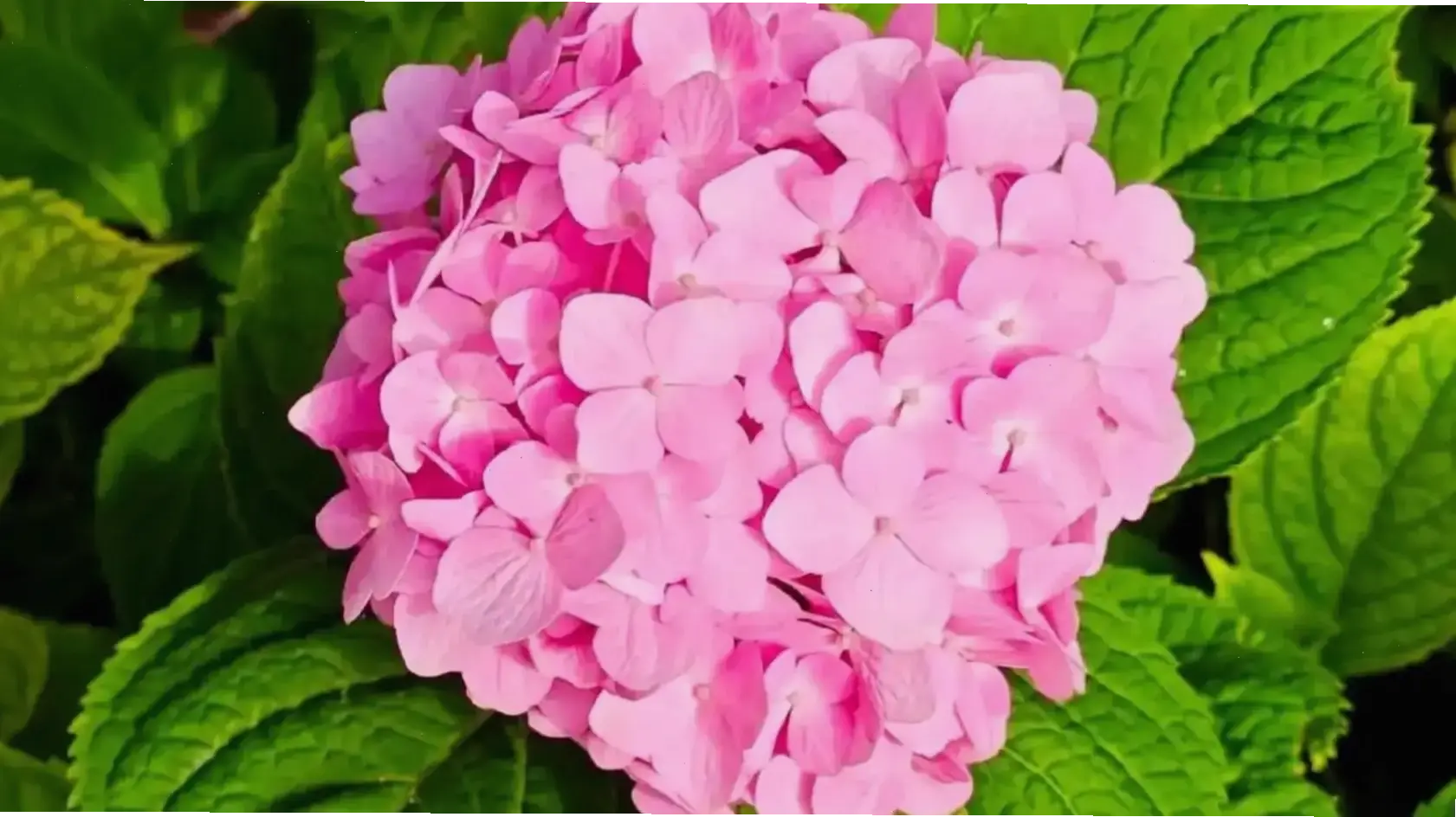 Chụp cận hoa cẩm tú cầu, khám phá chi tiết từng cánh hoa tinh tế, mang đến cảm giác gần gũi và thơ mộng, phù hợp cho album cưới cá nhân.