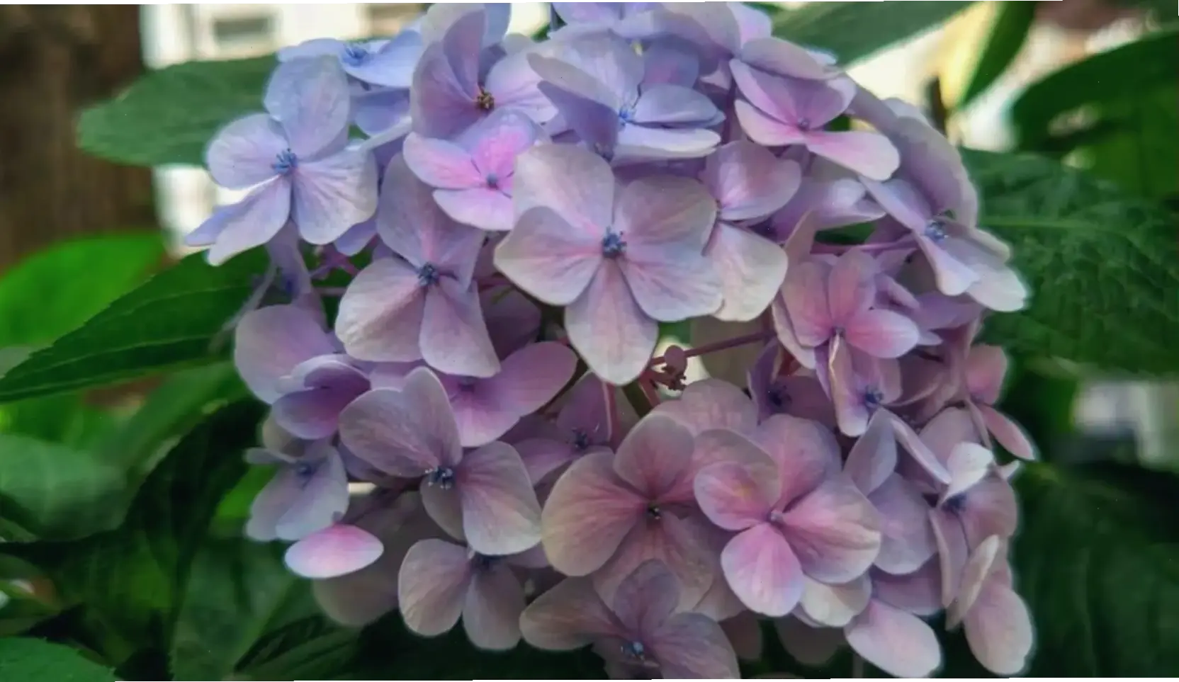 Chụp cận hoa cẩm tú cầu, khám phá từng cánh hoa sống động và màu sắc quyến rũ trong bó hoa hoàn hảo.