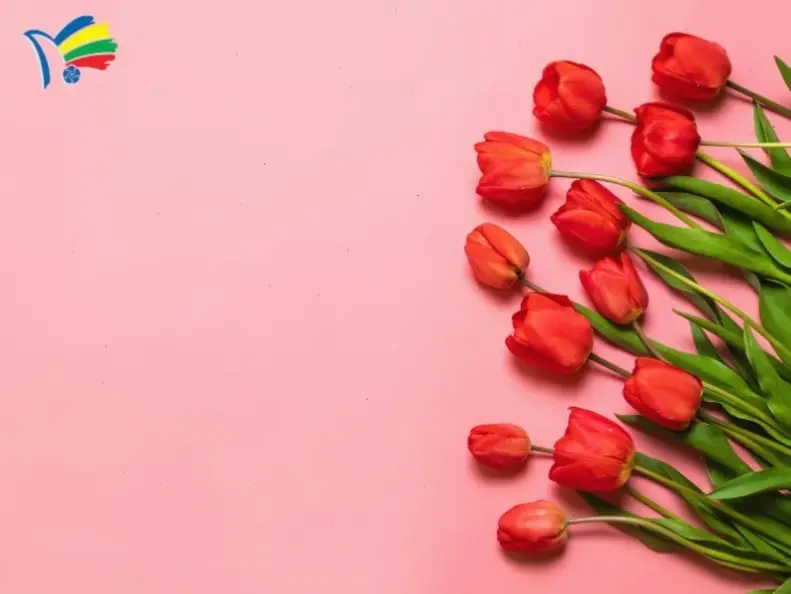 Chụp cận hoa cúc họa mi nhân 8/3, chiêm ngưỡng vẻ đẹp tinh tế và thuần khiết của thiên nhiên.