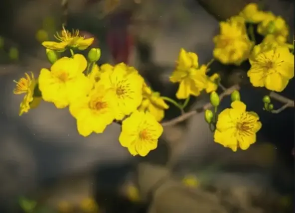 Chụp cận hoa mai tinh tế, gửi lời chúc mừng năm mới rực rỡ với sức khỏe và may mắn dồi dào!