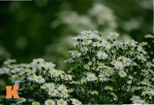 Chụp macro hoa thạch thảo, khám phá vẻ đẹp chi tiết và tinh tế của từng cánh hoa.