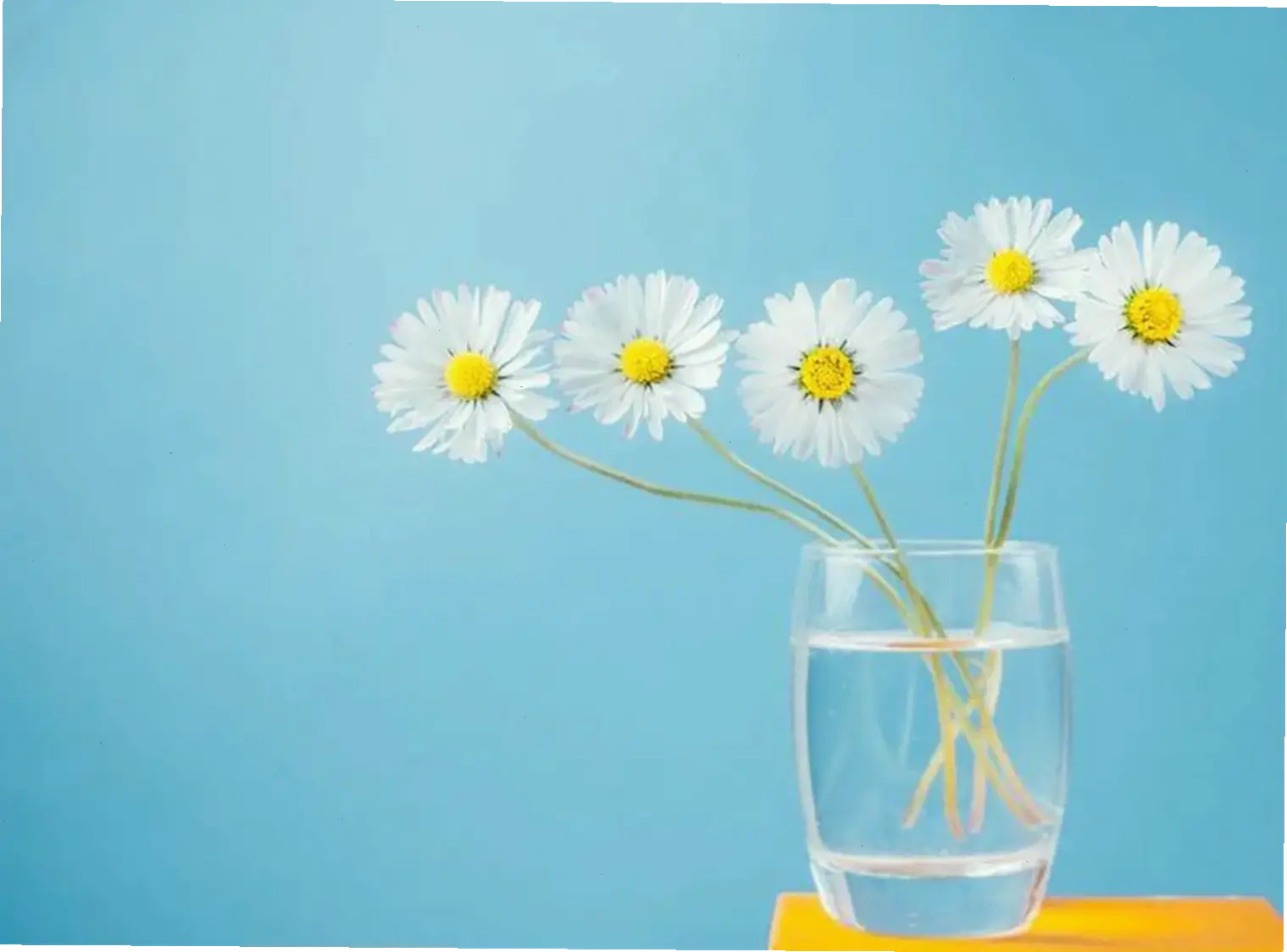 Cúc họa mi nở rộ rực rỡ, biểu tượng sức sống và hy vọng, lý tưởng làm hình nền truyền cảm hứng hàng ngày.