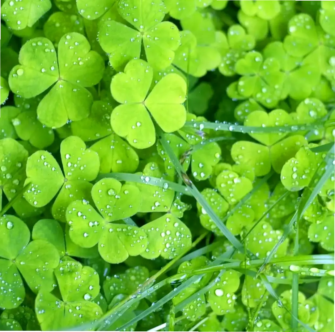 Dành riêng iPhone: Hình nền cỏ 4 lá sống động, giúp màn hình thêm phần may mắn và hấp dẫn.