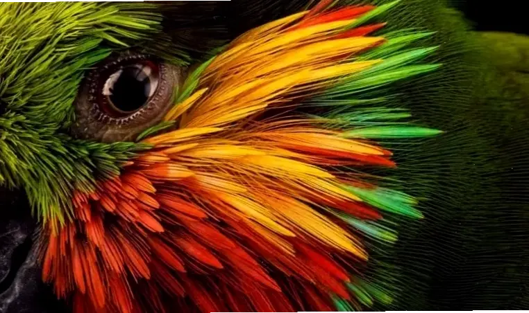 Hành trình vào thế giới động vật savanna, nơi cuộc sống hoang dã đầy kịch tính và đa dạng sinh thái.