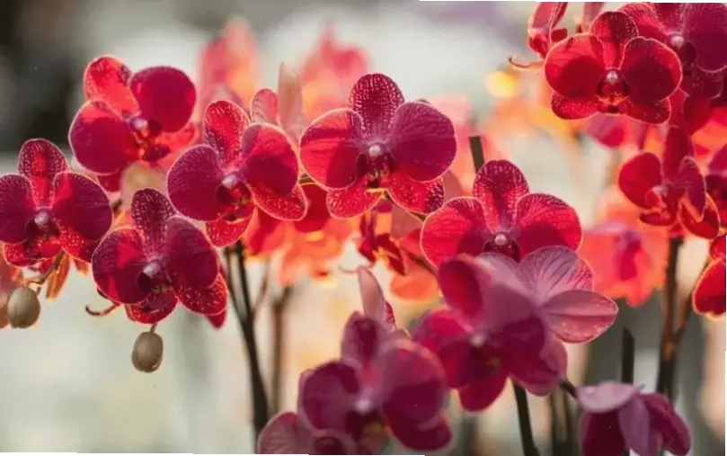 Hình ảnh cận cảnh 4K hoa lan, chi tiết sắc nét và sống động đến từng cánh hoa mỏng manh.