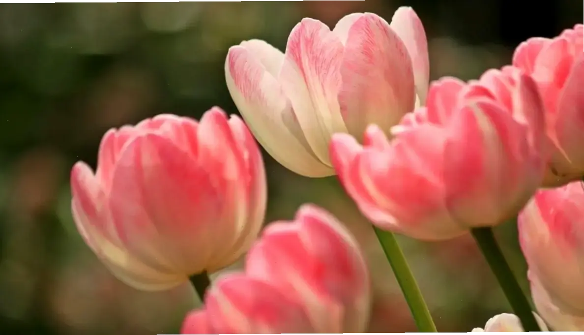 Hình ảnh cận cảnh 4K hoa tulip tiết lộ vẻ đẹp chi tiết, hấp dẫn cho nghệ thuật trang trí.