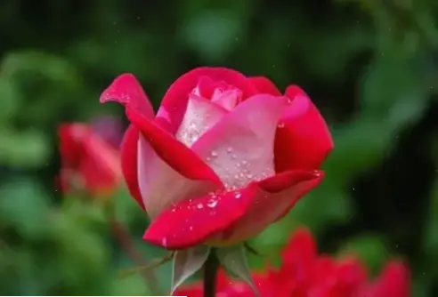 Hình ảnh cận cảnh hoa hồng 4K, chi tiết tinh tế, mang vẻ đẹp tự nhiên đến gần hơn với bạn.