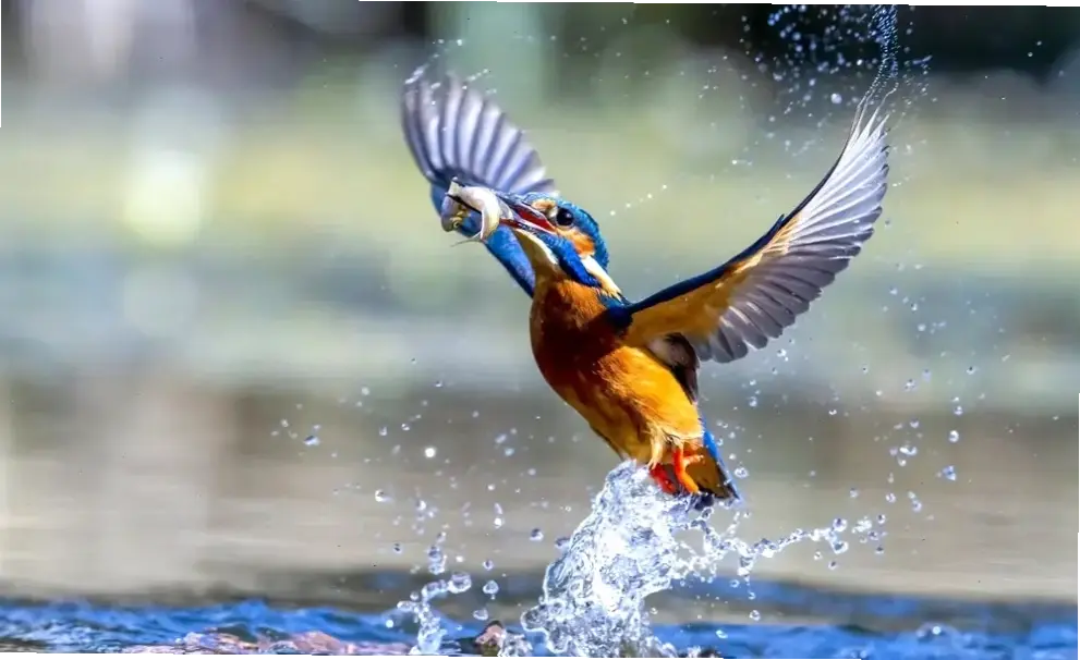 Hình ảnh động vật theo phong cách tối giản tinh tế, mang lại sự thanh lịch và yên bình cho màn hình.