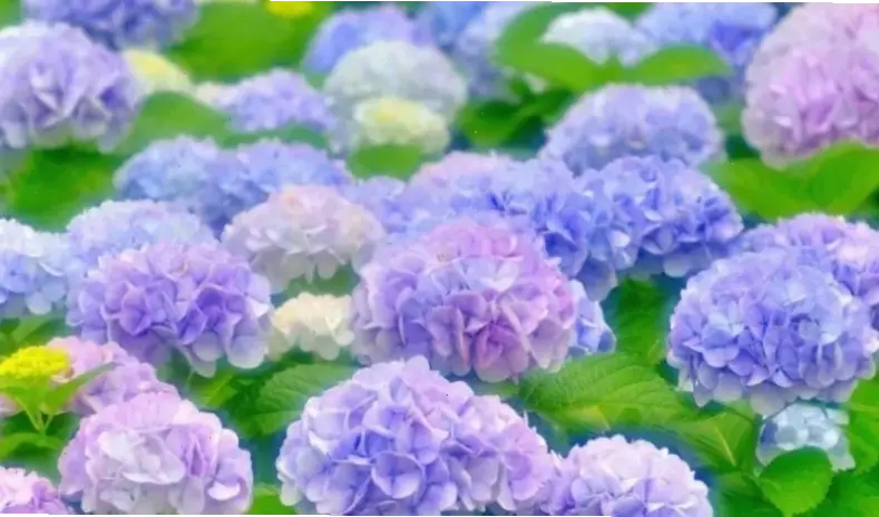 Hình ảnh hoa cẩm tú cầu gợi lên sự lãng mạn, lý tưởng cho những khoảnh khắc ngọt ngào và đầy cảm hứng.