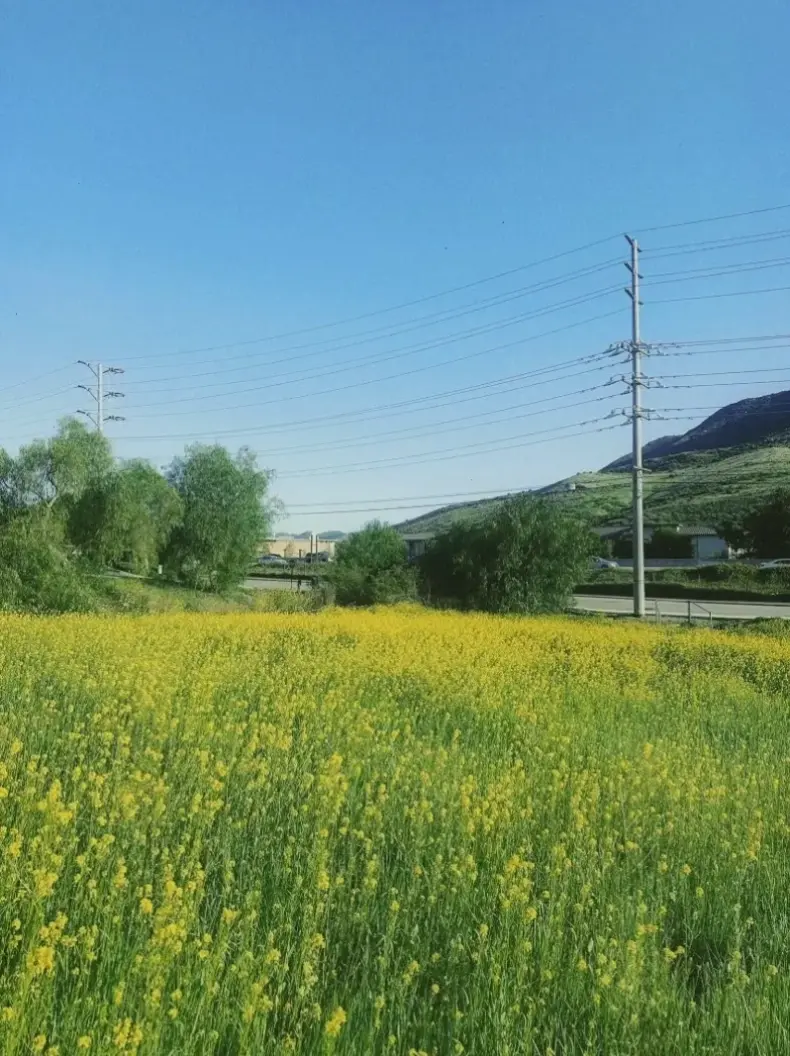 Hình ảnh hoa cẩm tú cầu lãng mạn, hòa quyện với không gian đồng quê dịu dàng.