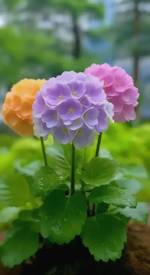 Hình ảnh hoa cẩm tú cầu lãng mạn, lý tưởng cho những khoảnh khắc tình yêu ngọt ngào và đầy cảm hứng.