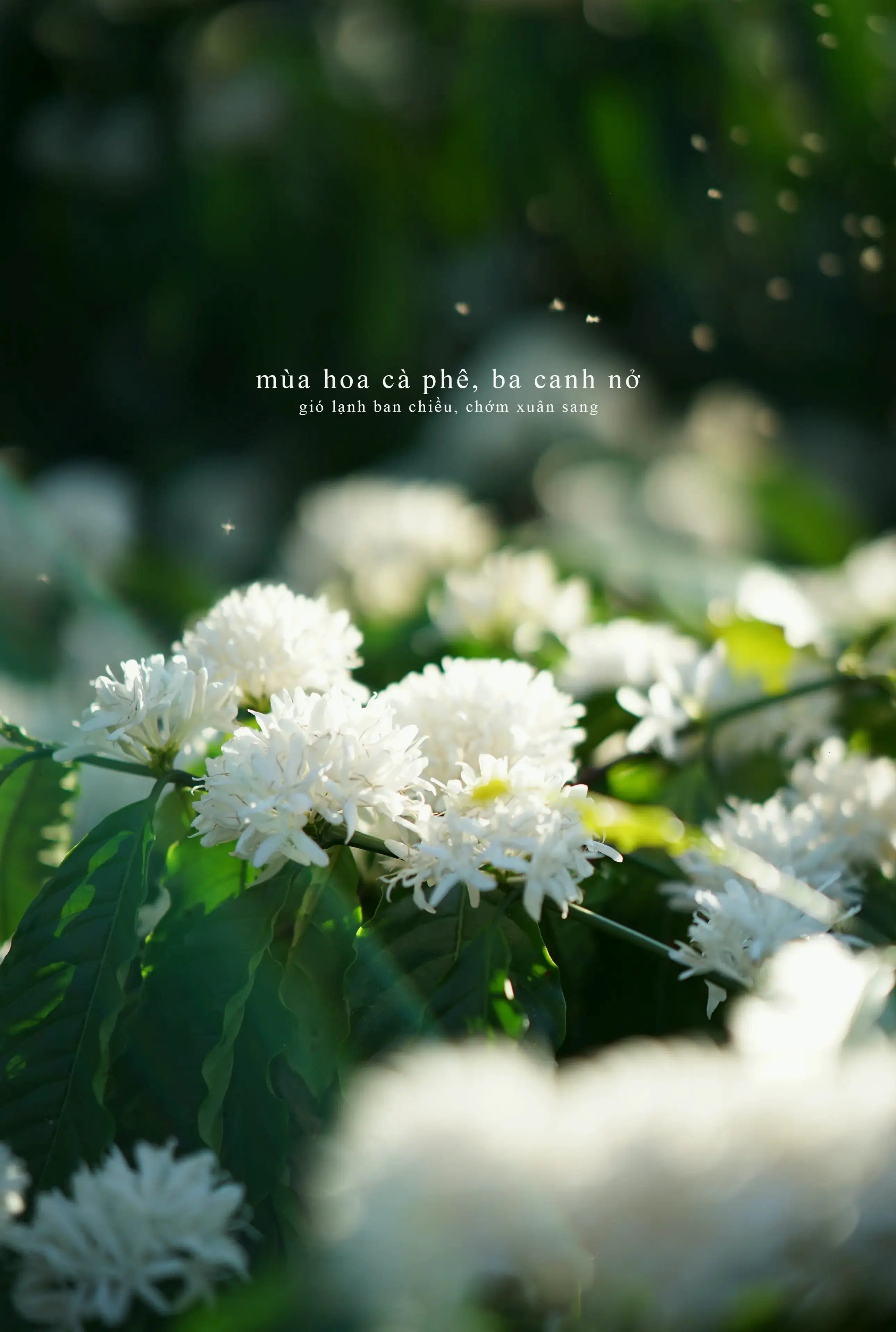 Hình ảnh hoa cúc tần vườn quê gợi nhớ ký ức tuổi thơ, với vẻ đẹp giản dị và gần gũi thiên nhiên.