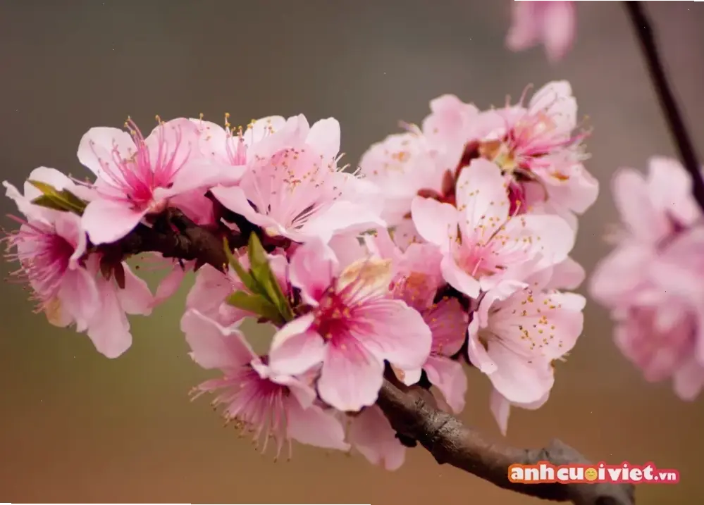 Hình ảnh hoa đào chụp cận 4K, chi tiết tinh tế và sống động, làm nổi bật vẻ đẹp tự nhiên của loài hoa đặc trưng.