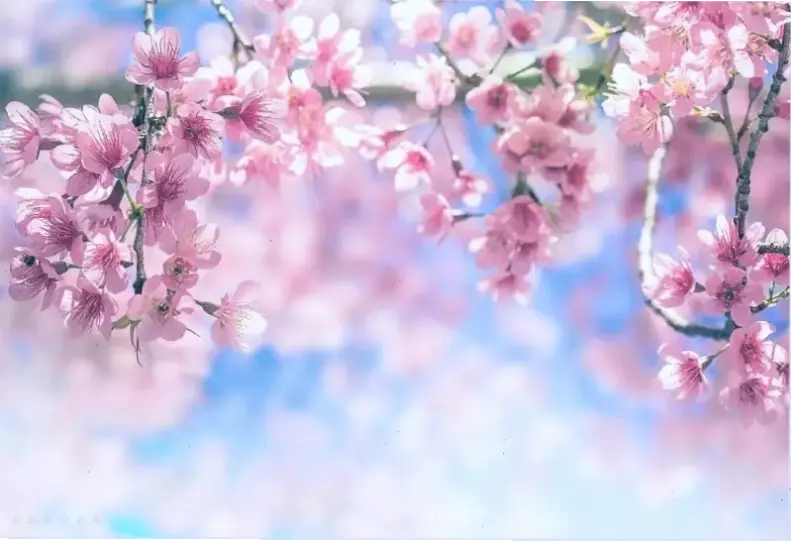 Hình ảnh hoa đào lãng mạn, lý tưởng cho khoảnh khắc tình yêu, kỷ niệm đẹp và không gian đầy cảm hứng.