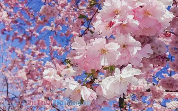 Hình ảnh hoa đào lãng mạn, tạo nên không gian thơ mộng và đầy cảm hứng cho dịp lễ.