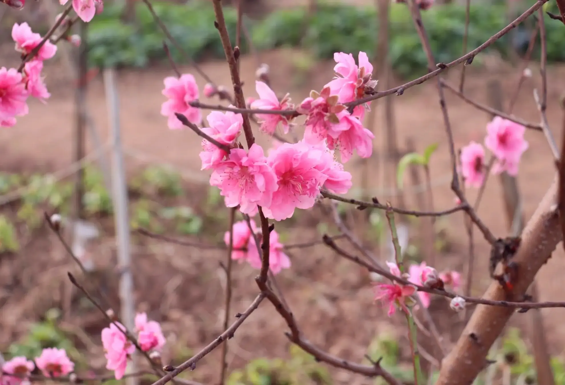 Hình ảnh hoa đào Nhật Tân qua macro: Vẻ đẹp tinh tế, cánh hoa mong manh, mang hương xuân Hà Nội đến gần hơn.