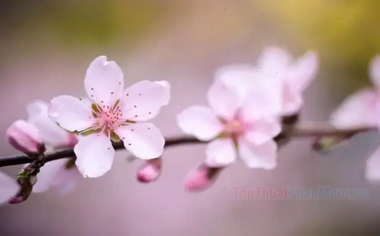 Hình ảnh hoa đào Nhật Tân Tết lung linh, mang đến không khí xuân ấm áp và rực rỡ cho ngày Tết truyền thống Việt Nam.