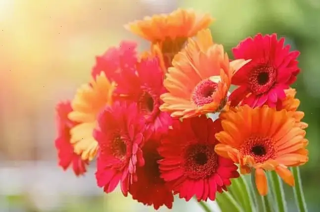 Hình ảnh hoa đồng tiền rực rỡ sắc màu, tôn vinh vẻ đẹp và sức mạnh của phụ nữ vào 8/3.