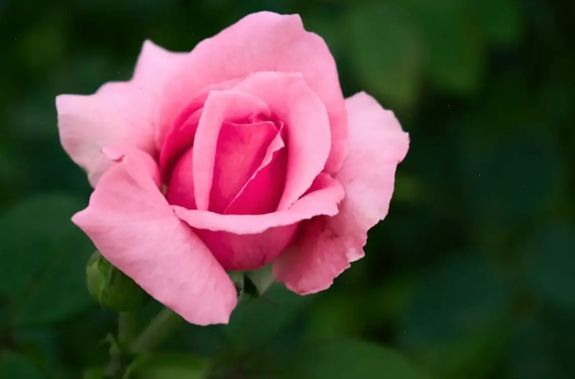 Hình ảnh hoa hồng cận cảnh 4K, chi tiết tinh tế cho khoảnh khắc sinh nhật đáng nhớ.