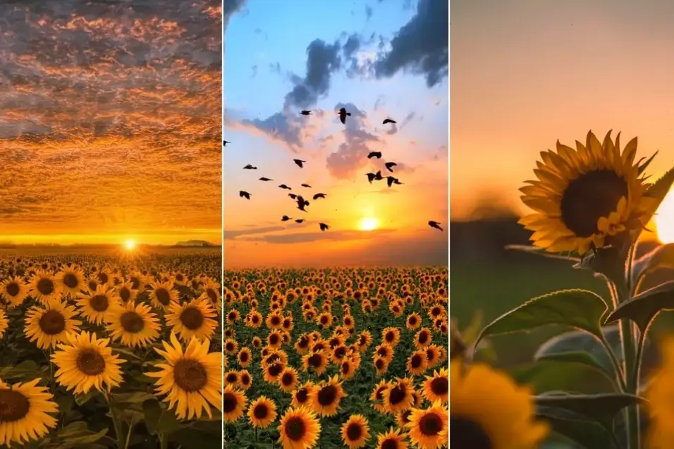 Hình ảnh hoa hướng dương mùa hè chất lượng 4K, sống động và rực rỡ như đang hiện hữu.