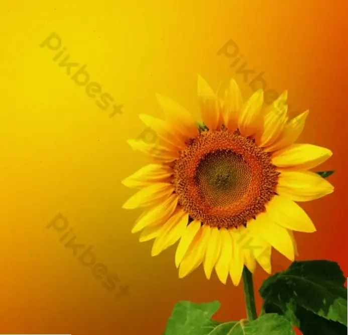 Hình ảnh hoa hướng dương rực rỡ, biểu tượng chúc mừng thành công và năng lượng tích cực.