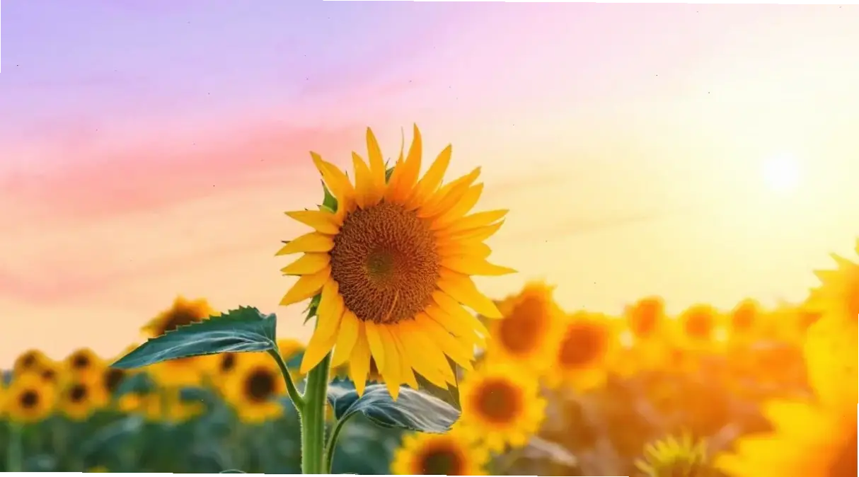 Hình ảnh hoa hướng dương tươi sáng, mang đến năng lượng tích cực và niềm vui cho mọi không gian.