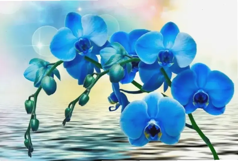 Hình ảnh hoa lan chụp cận trang trí, chi tiết tinh xảo làm nổi bật vẻ đẹp tự nhiên và cuốn hút.