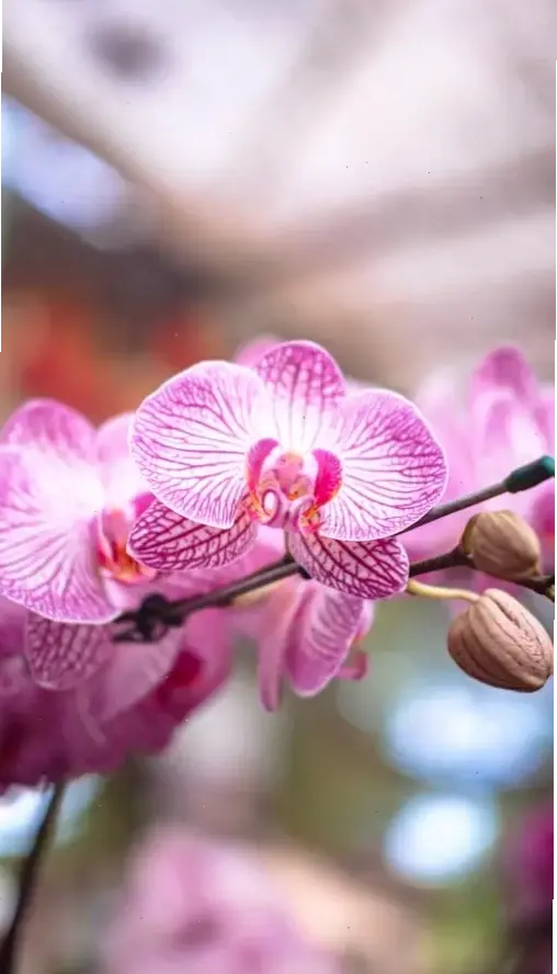 Hình ảnh hoa lan sang trọng nở rộ, biểu tượng của đẳng cấp và sự tinh tế vượt trội.