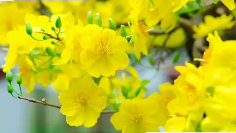 Hình ảnh hoa mai vàng rực rỡ gửi lời chúc mừng năm mới an lành, thịnh vượng và tràn đầy niềm vui!